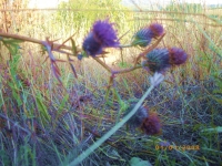 *Crystality*