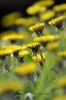 floresita